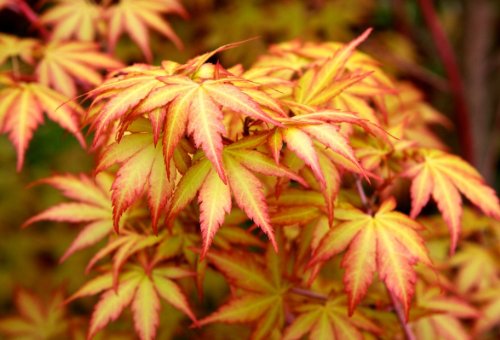 Little Sango Dwarf Maple Acer