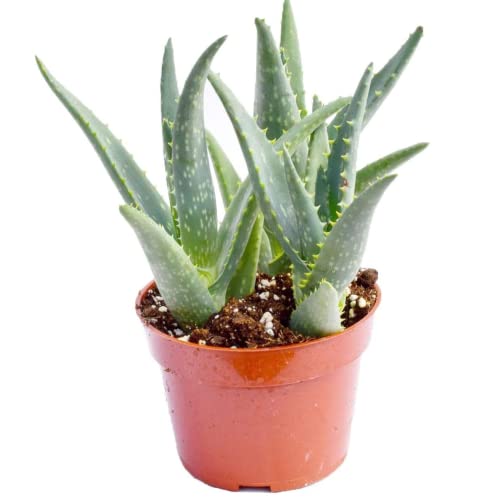 Live Aloe Succulent Plant