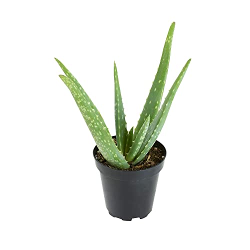 Live Aloe Vera Plant Succulents