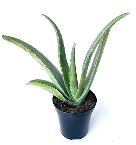 Live Aloe Vera Succulent Plant in 3.5" Pot
