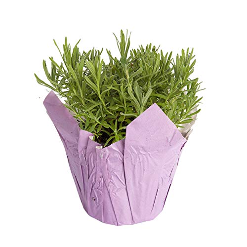 Live Aromatic Lavender in Decorative Pot Cover Green