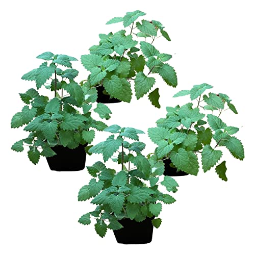Live Catnip - Nepeta (4 Plants Per Pack) - Reduces Cat Stress and Anxiety - 8" Tall by 4" Wide in 1 Pint Pot