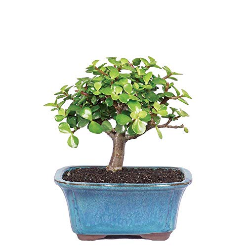 Live Dwarf Jade Indoor Bonsai Tree with Decorative Container