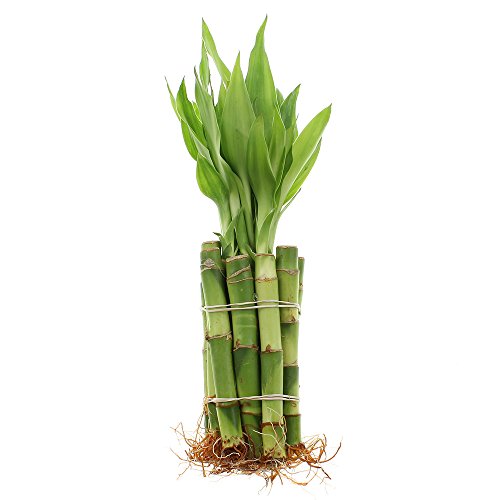 Live Lucky Bamboo 4-Inch Bundle of 10 Stalks