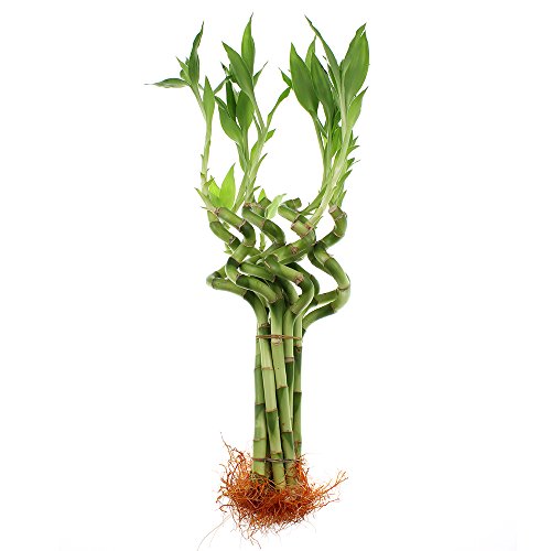 Live Lucky Bamboo - Bundle of 5 Stalks