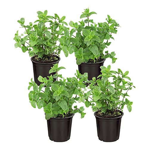 Live Aromatic and Edible Herb - Mint (4 Per Pack), Naturally Improves Breathing and Air Quality, 8" Tall by 4" Wide