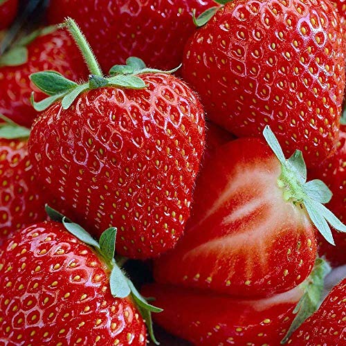 Live Plant - Honeoye Strawberry 25 Bare Root Plants - Extremely Hardy June-Bearing - Fruit Plant