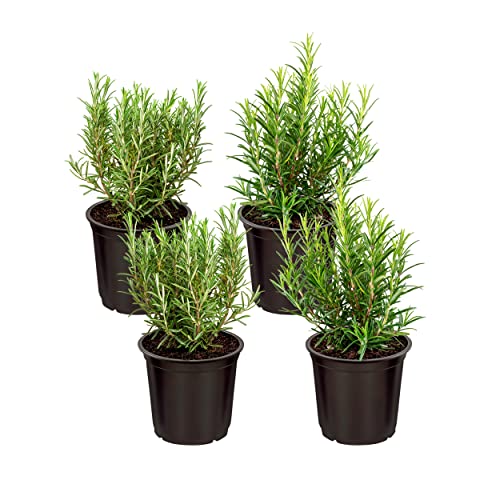 Live Rosemary Herb - Naturally Improves Breathing and Air Quality