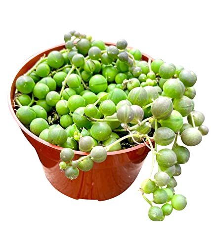 Live Succulent (4" String of Pearls)