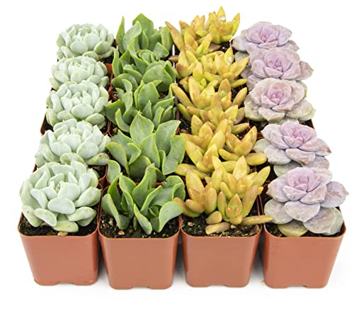 Live Succulent Plants (20PK) - Plants for Pets