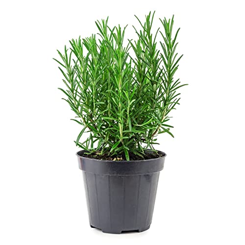 Live Tuscan Blue Rosemary Plant by American Plant Exchange