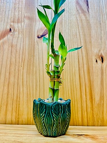 Lucky Bamboo 6”6”8” in Premium Ceramic Vase Green Round Vase