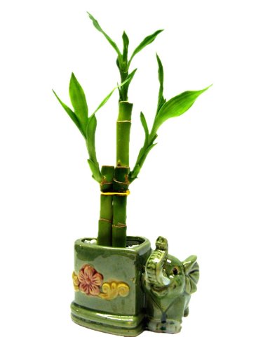 Lucky Bamboo Arrangement in a Heart-shaped Ceramic Vase with Elephant