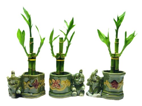 Lucky Bamboo Arrangements with Elephant Vase