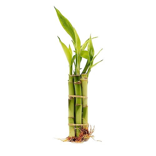 Lucky Bamboo Bundle of 5 Stalks