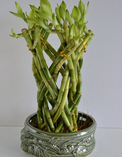 Lucky Bamboo Dragon design 10'' tall set with a handmade ceramic vase