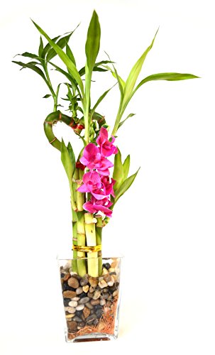 Lucky Bamboo Heart Style with Silk Flowers and Glass Vase - 9GreenBox