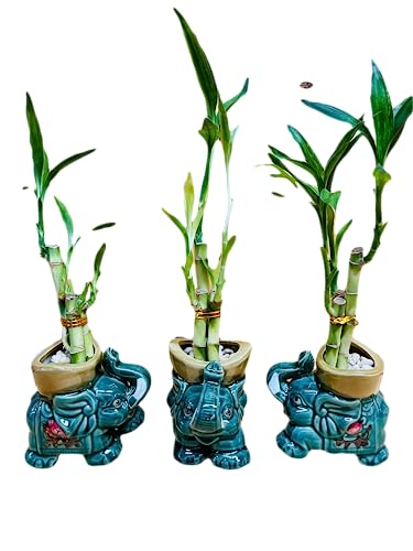 Lucky Bamboo in Ceramic Elephant Vase 3 Stem 6”6”8” Bamboo