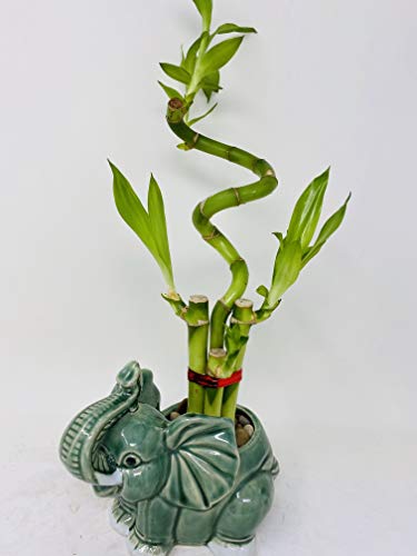 Lucky Bamboo - indoor house plant with Elephant vase