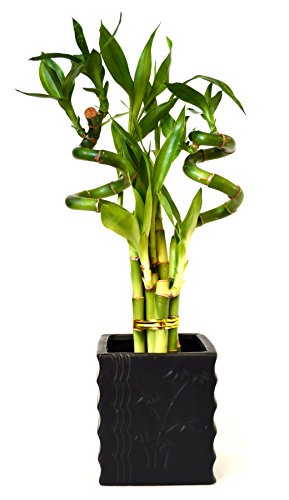 Lucky Bamboo Spiral Style with Diamond Ceramic Vase