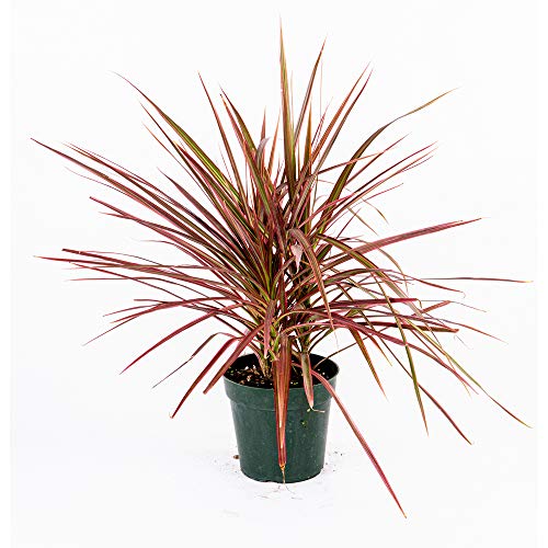 Madagascar Dragon Tree Plant