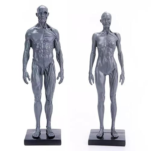 Male&Female Anatomy Figure Model Lab Supplies