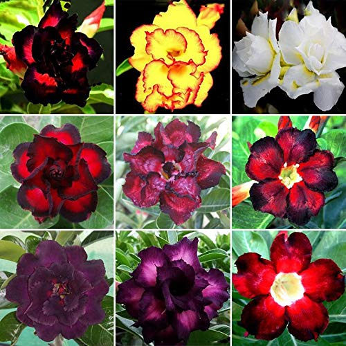 Mixed Color Desert Rose Seeds