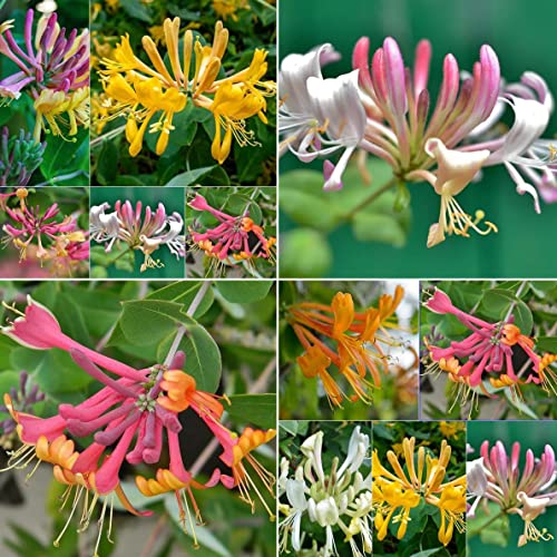 Mixed Colors Honeysuckle Flower Seeds for Planting