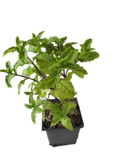 Mojito Mint Plant Herb - 4" Pot