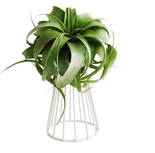 Mokylor Air Plant Tillandsia Base Holder - Large, White