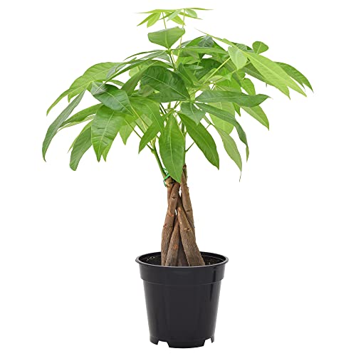 Money Tree Live Indoor Plant in 4 in. Plastic Grower Pot