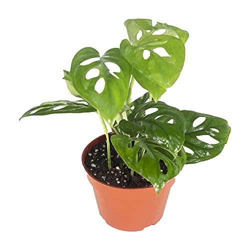 Monstera Adansonii Real Live Indoor Houseplant