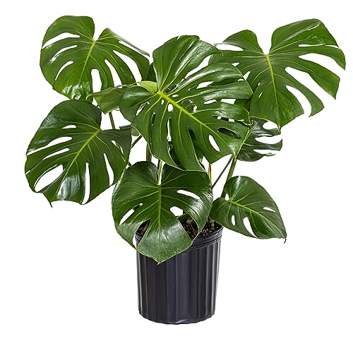 Monstera Deliciosa House Plant