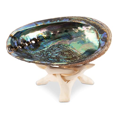 Natural Abalone Shell with Wooden Stand