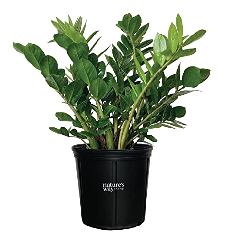 Nature’s Way Farms ZZ Live Plant (25-30in. Tall) in Grower Pot