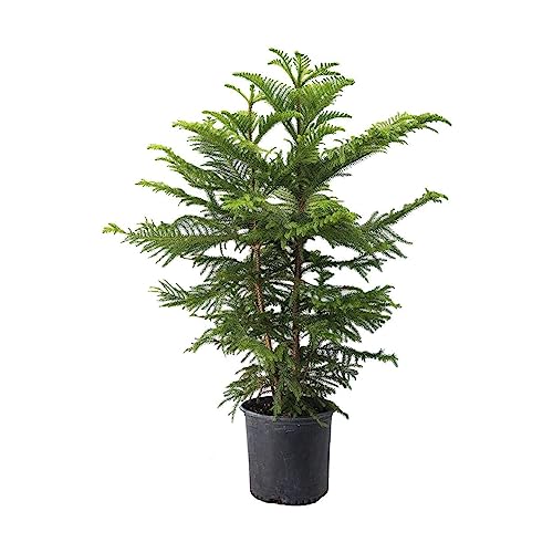 Norfolk Island Pine Plant Pot