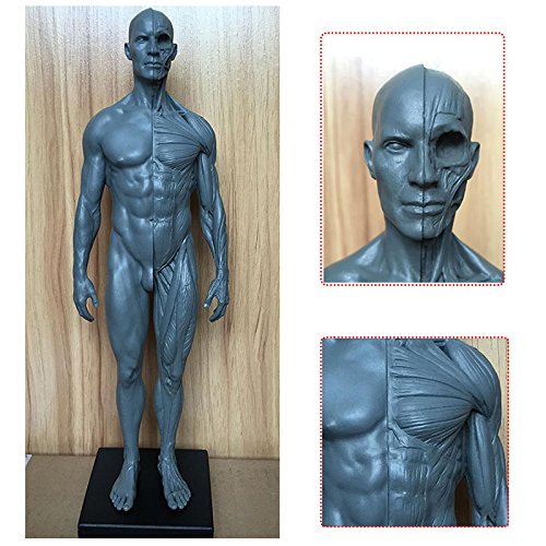 NSKI Anatomy Skull Blood Sculpture Head Body Model