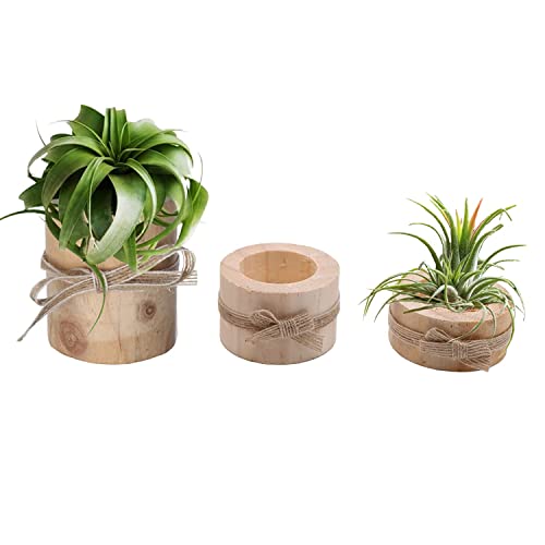 Nwsrayu Wooden Air Plant Holder Pack of 3