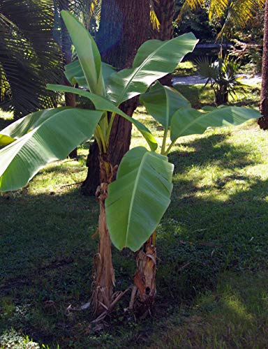 Ohio Grown Winter Hardy Basjoo Banana Plant