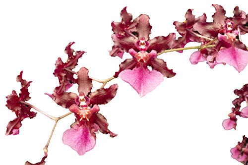 Oncidium Sharry Baby - Easy-to-Grow Chocolate-Scented Orchid