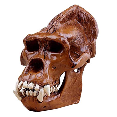 Orangutan Skull Model - Resin Figurine Desk Sculpture