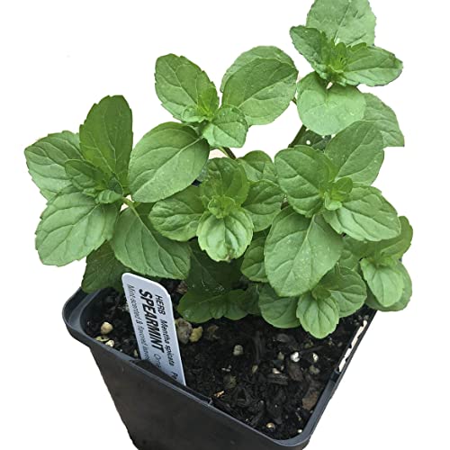 Organic Mint Plant - Excellent for Tea, Perennial Herb