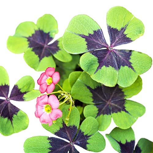 Oxalis Shamrock 'Iron Cross' (20 Pack) Plant Bulbs for Gardening