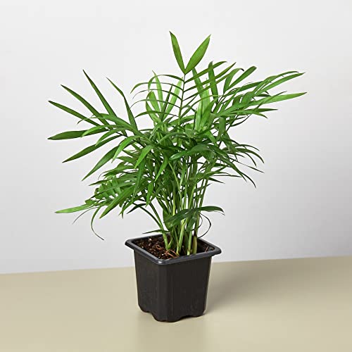 Pal 'Parlor' Nursery Pot - Easy to Care Indoor Plant