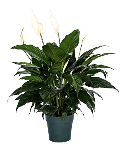 Peace Lily - Family Farm Grown Quality Live Indoor Spathiphyllum