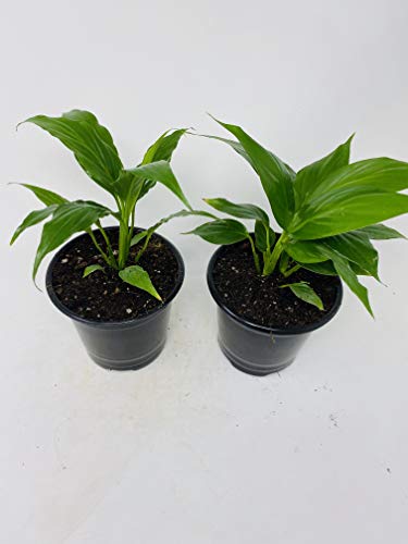 Peace Lily Plant - 4.5" Unique Design Pot