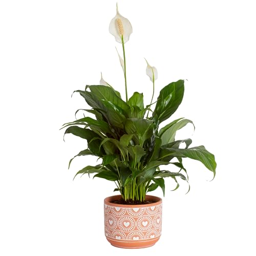 Peace Lily Plant - Air Purifying Indoor House Plant