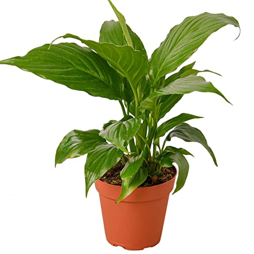 Peace Lily Plant for Indoor Decor