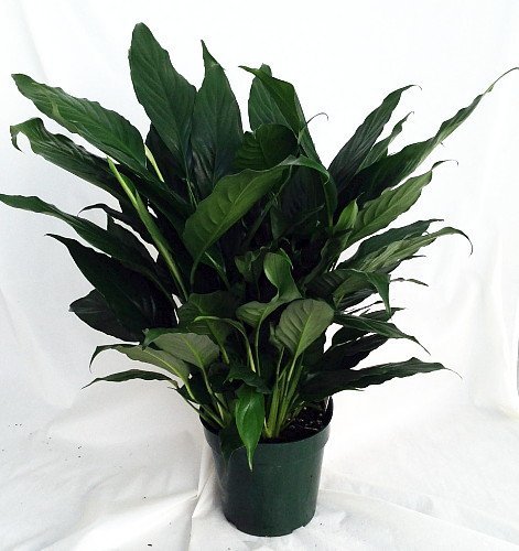 Peace Lily Plant - Spathyphyllium