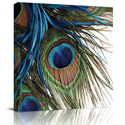 Peacock Feather Canvas Print Art - 12x12in